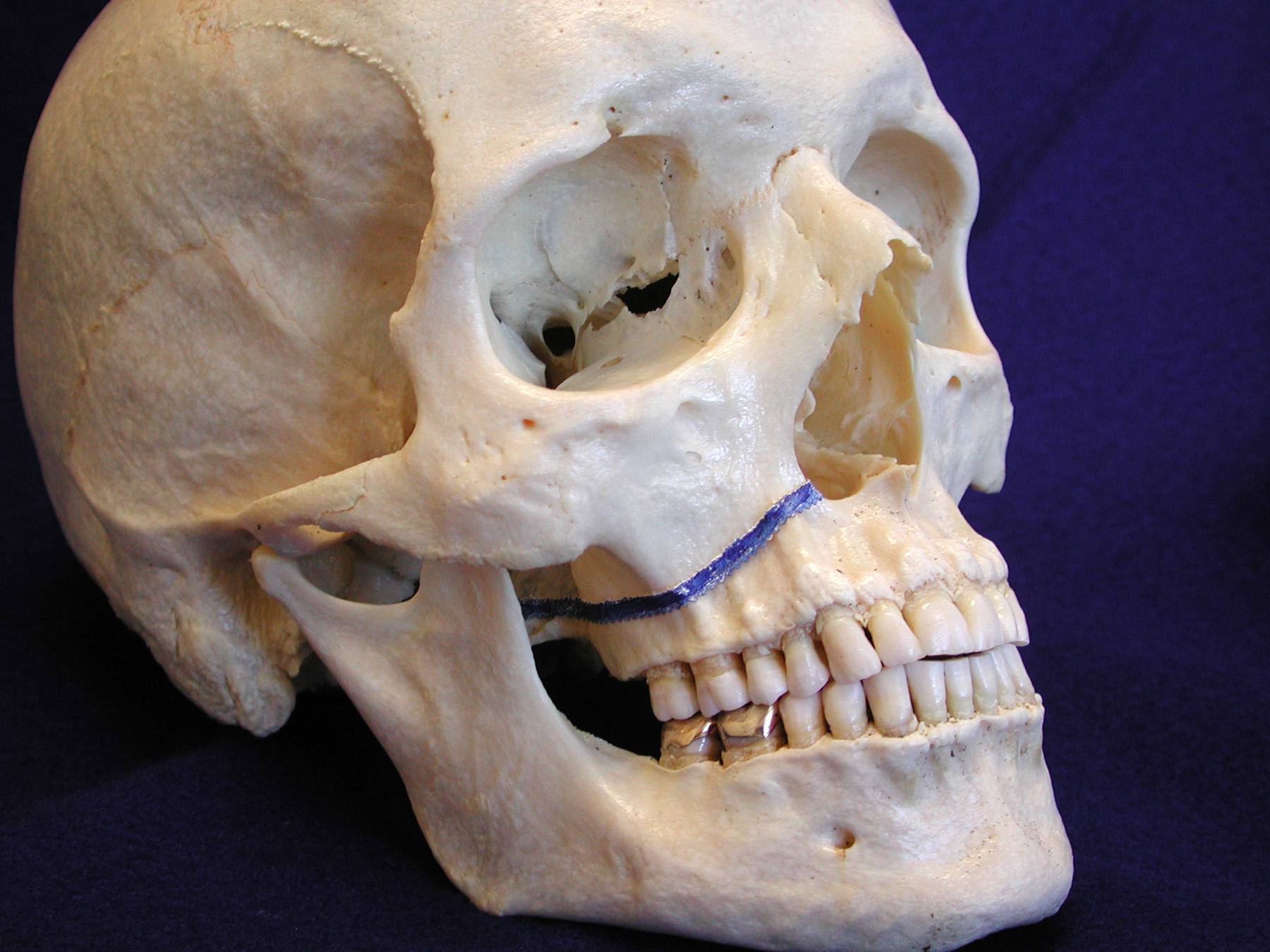 삼성드림이비인후과